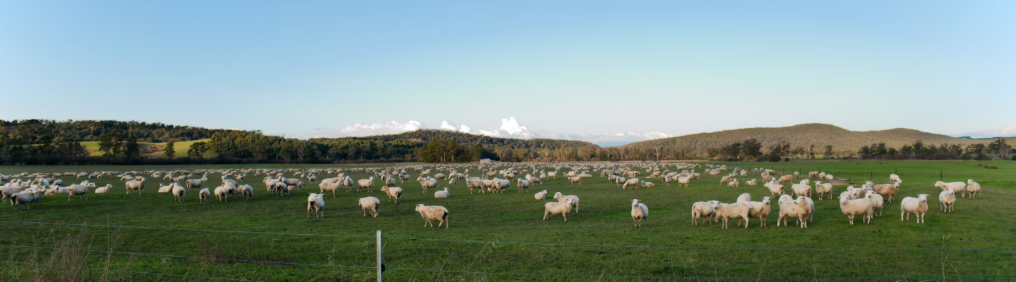 راهنمای سرمایه‌گذاری